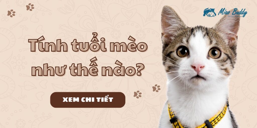 Tuổi mèo là gì_ Cách tính tuổi mèo chính xác và chi tiết